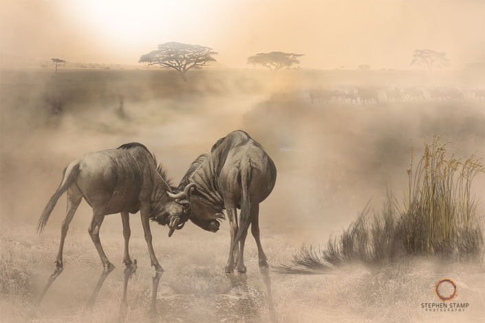 0H8A7678 dust road light colour version 2 – (1800×1200 – 150dpi – image size 8)