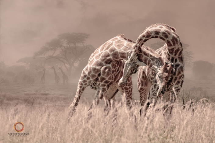 20190319 – 0H8A3119 – (1800×1200 – 150dpi – image size 8)