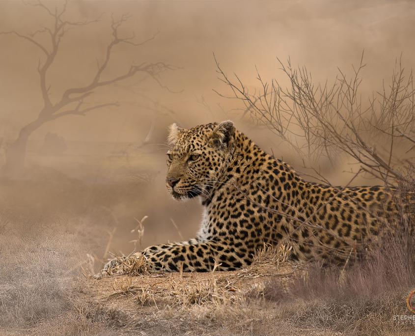 Serengeti Leopard